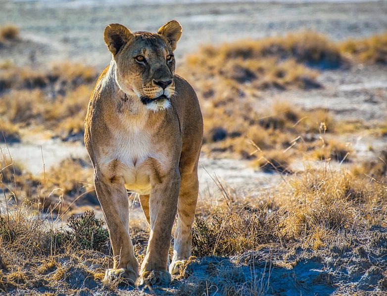 Leeuwin in de ochtendzon in Nationaal Park Etosha, Namibië van Rietje Bulthuis