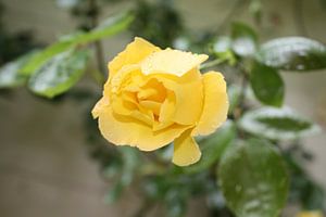Rose jaune sous la pluie sur Marcel de Groot