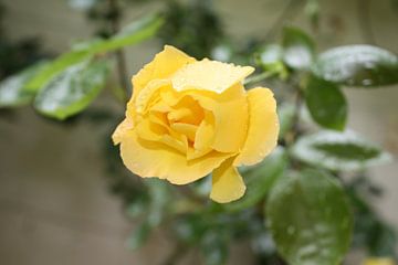 Gele roos in de regen von Marcel de Groot