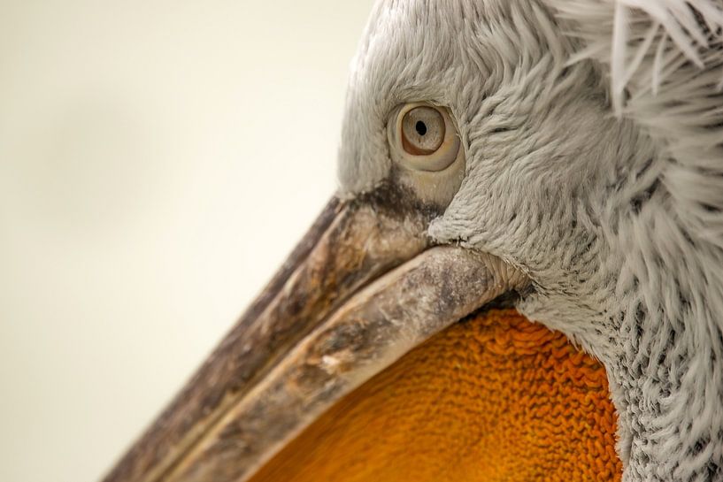 Fantastic UNIQUE close up macro portrait of a Dalmatian Pelican by Wildlife Designs