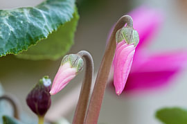 Boutons de cyclamen roses : œuvre d'art abstraite minimaliste en gros plan sur Milcho Milev