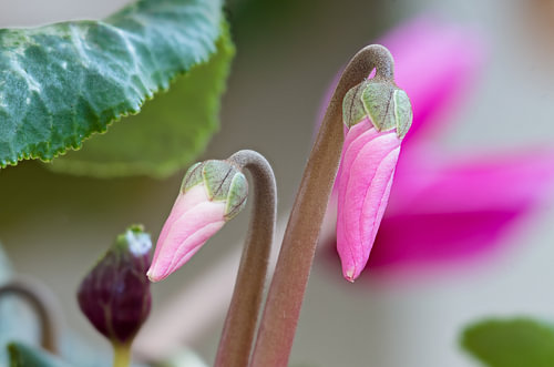 Roze cyclaamknoppen – macro, abstract, minimalistische kunst