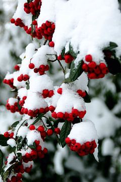 rood + groen + wit = kerstgevoel van Marianne Bras