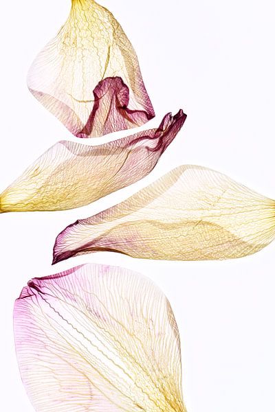 Blush - The fingerprint of leaves van Christine de Vogel
