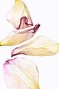 Blush - The fingerprint of leaves van Christine de Vogel thumbnail