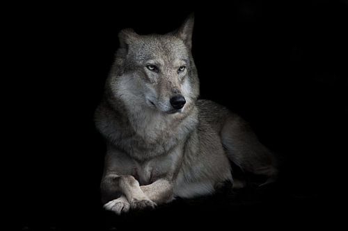 Strenge vrouwelijke wolf zittend gekruist been in nachtelijke duisternis, geïsoleerde zwarte achterg
