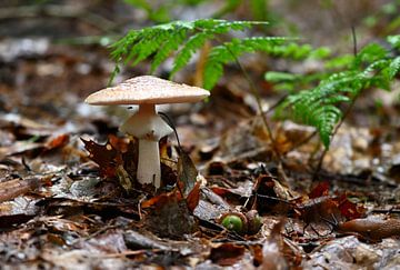 Herbst von Ron Linde