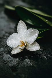 White orchid with water droplets by Poster Art Shop