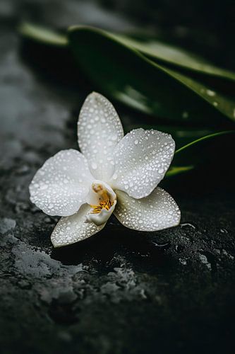 Witte orchidee met waterdruppels