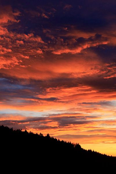 Black Forest by Thomas Jäger