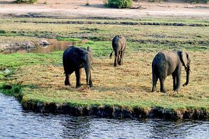 Der Elefant des Chobe-Nationalparks von Merijn Loch