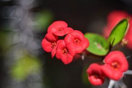 Red flowers in Sicily - Christ's Maple by Vinte3Sete