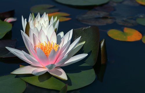 Die leuchtende Seerose