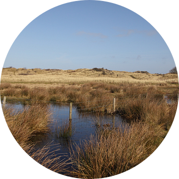 Ameland/Kooikersdunen van Rinnie Wijnstra