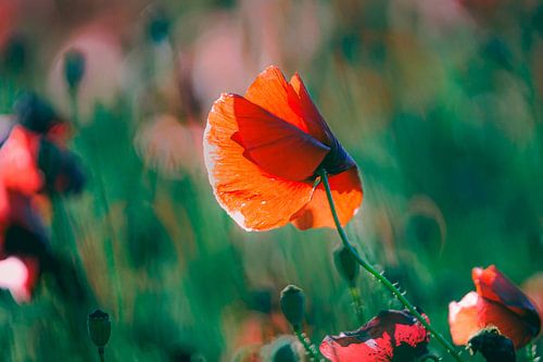 Red poppies in soft light of setting sun