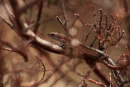 Lizard on adventure by Jan-Freerk Kloen
