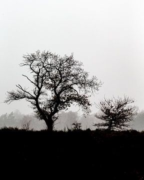 Bäume in der Landschaft, aber in schwarz-weiß