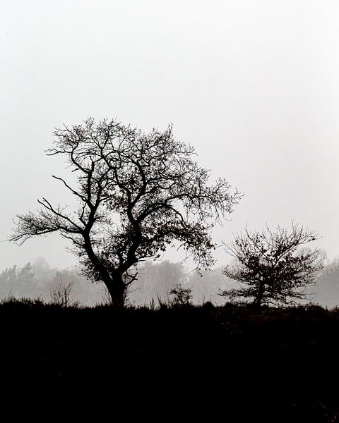 Trees in the landscape but in black and white by Menno Schaefer