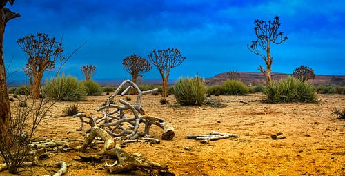 Panorama met kokerbomen in de Kalahari woestijn, Namibië