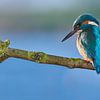 Kingfisher - Love at first sight in panorama by IJsvogels.nl - Corné van Oosterhout