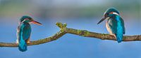 Kingfisher - Love at first sight in panorama by IJsvogels.nl - Corné van Oosterhout thumbnail