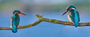 Eisvogel - Liebe auf den ersten Blick im Panorama