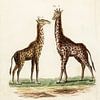 Giraffe duo by Liesbeth Govers voor OmdeWest.com