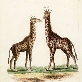 Giraf duo van Liesbeth Govers voor Santmedia.nl