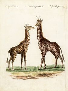 Giraffen-Duo von Liesbeth Govers voor Santmedia.nl