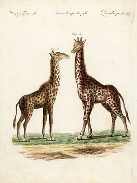 Duo de girafes