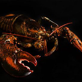 lobster by Vovk Serg