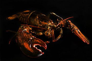 lobster by Vovk Serg