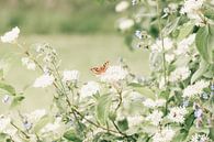 Butterfly Little Fox by Ellen Metz thumbnail