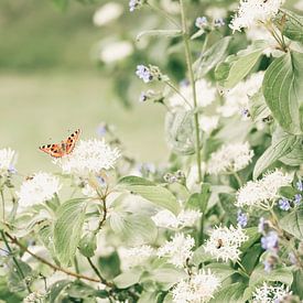 Butterfly Little Fox by Ellen Metz