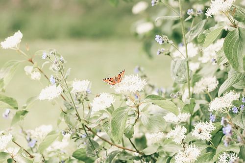 Butterfly Little Fox by Ellen Metz
