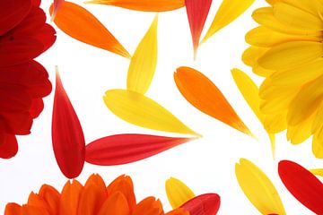 Yellow, red and orange gerbera's (3) by André Blom Fotografie Utrecht