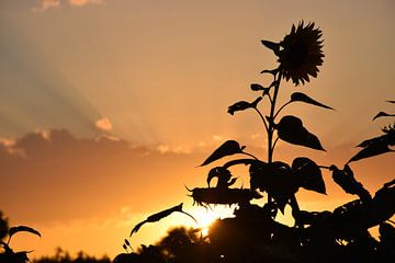 Sunflower sunset van Ingrid de Vos - Boom