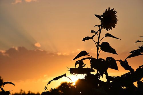 Sunflower sunset