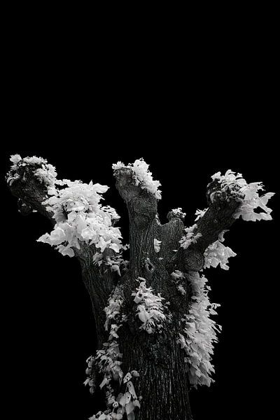 Cycle of life by AR Photography and Beyond