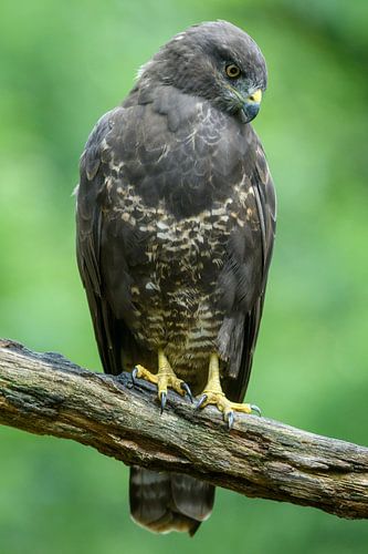 A bird of prey on a branch