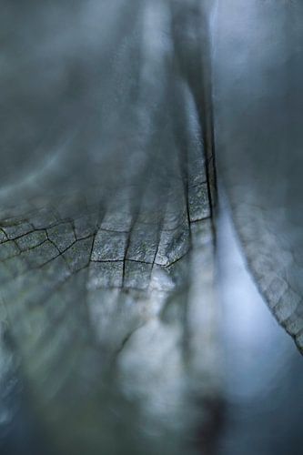 Vleugel van een Libel in Blauwe tinten (staande foto)