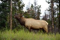 Red deer