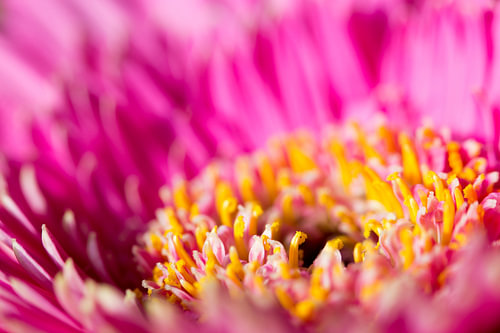 Pink gerbera