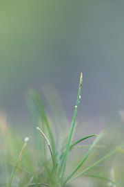 Gras by Robert Wiggers