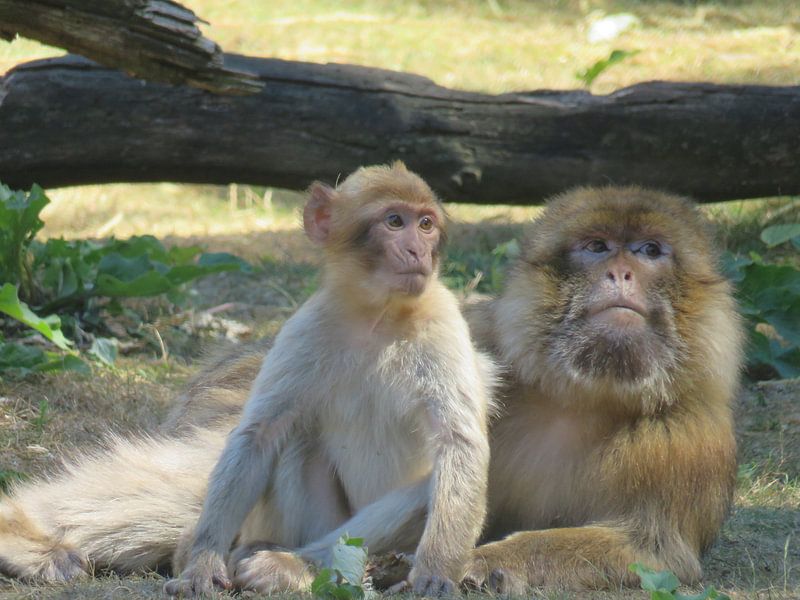 Aap met haar baby - monkey and her baby - Affe mit baby by Ineke Duijzer
