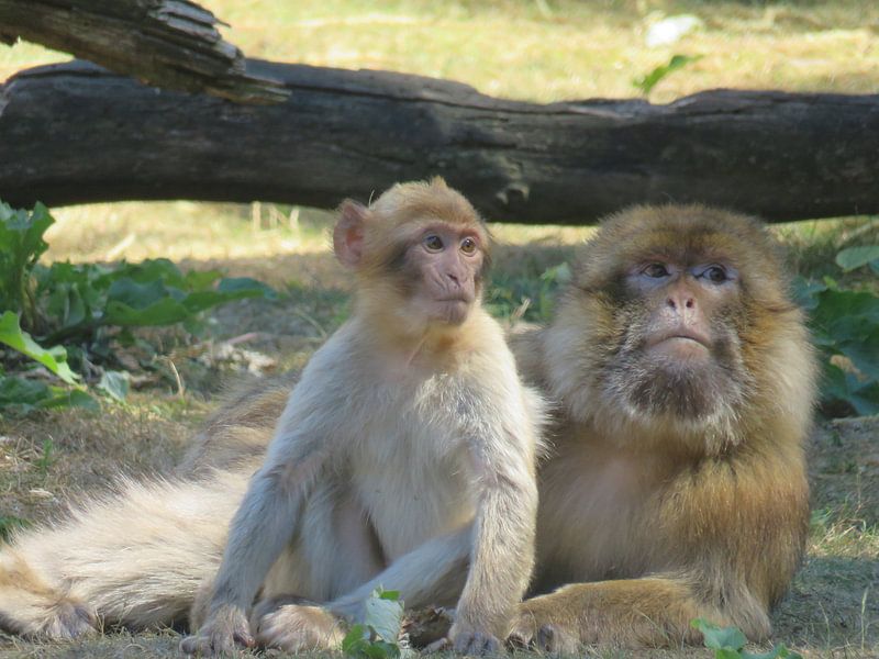 Aap met haar baby - monkey and her baby - Affe mit baby van Ineke Duijzer