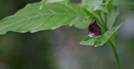 Between Greenness von Tinus Tibbe