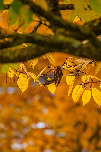 Intensiteit late herfst van Photoart-Naegele