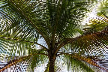 lekker lui onder een palmboom... in slaap sukkelen...