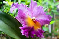 mehrfarbige  farbene Orchidee in Thailand von Babetts Bildergalerie Miniaturansicht